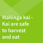 Mahinga kai - Kai are safe to harvest and eat
